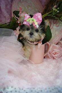 TEACUP PUPPIES, DESIGNER MIXED BREED PUPPIES, MORKIES FOR SALE