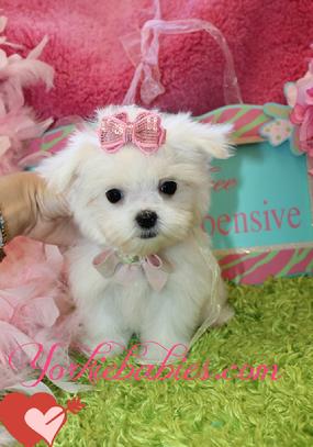 FINANCING FOR MALTESE PUPPIES