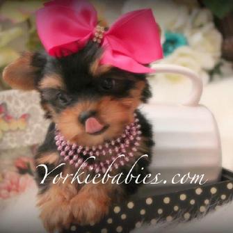 FINANCING FOR YORKIE PUPPIES