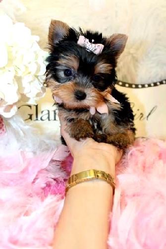 YORKIE, YORKIES, YORKIE FOR SALE, PUPPIES FOR SALE, YORKIE PUPPIES FOR SALE, YORKIES FOR SALE, YORKIE FOR SALE