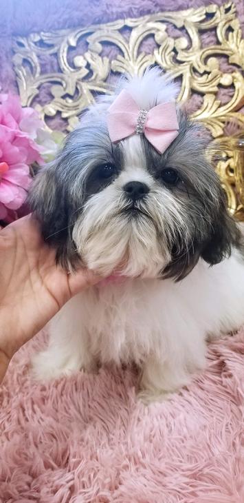 cuddly toy shih tzu