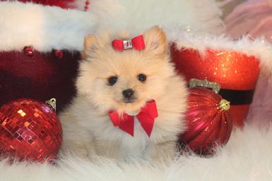 FINANCING FOR POMERANIAN PUPPIES 