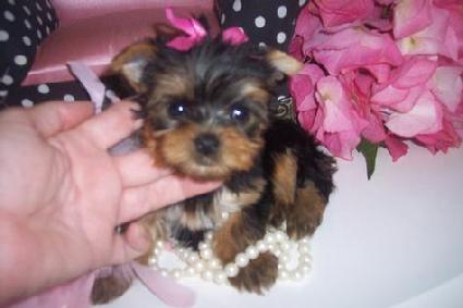 YORKIEBABIES.COM FOR SOME OF THE MOST BEAUTIFUL YORKIE PUPPIES IN THE WORLD!