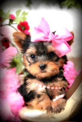 YORKIE PUPPIES FOR SALE IN FLORIDA