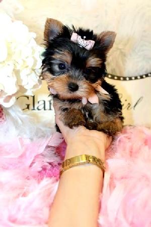 YORKIEBABIES.COM  ELEGANT TEACUP YORKIES.  OUR YORKIES COME WITH A ONE YEAR HEALTH GUARANTEE. 2 SETS OF SHOTS, VET CERTIFIED HEALTH CERTIFICATE AND ARE ALSO ALREADY PAPER TRAINED.  WHEN SEEKING THE BEST CALL YORKIEBABIES.COM