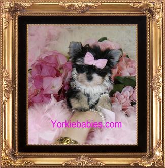 morkie maltese yorkie puppies for sale