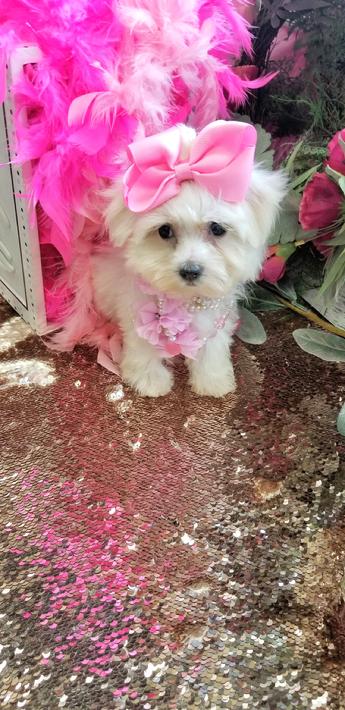 Teacup Yorkie, Teacup Yorkies, Yorkies for Sale, Micro, Teacup Puppies ...