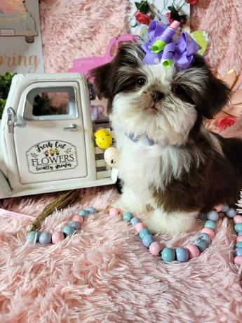 SHIHTZU,SHIHTZUS,SHIHTZU PUPPIES, PUPPIES, SHIHTZU IMPERIAL, IMPERIAL SHIHTZUS