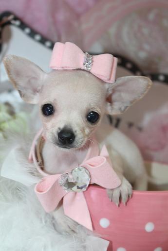 teacup chihuahua for sale