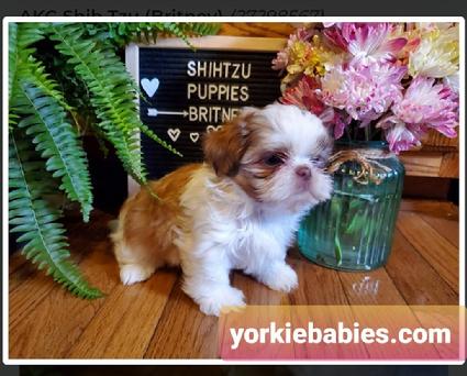 Shih Tzu Puppies Teacup Shih Tzu Shih Tzu For Sale Breeder Teacup Miniature Toy