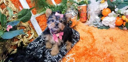 Teacup Yorkies for Sale | Tea Cup | Breeder | Puppies |Micro | Tiny
