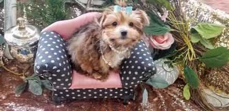 Teacup Yorkies for Sale | Tea Cup | Breeder | Puppies |Micro | Tiny