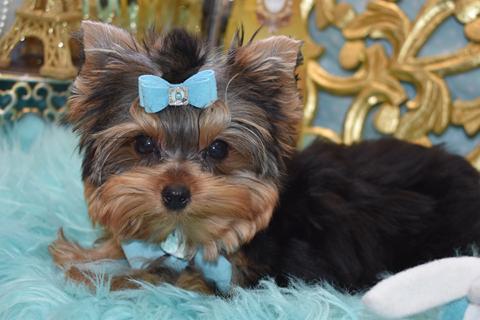 little yorkies for sale